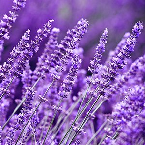 lavender