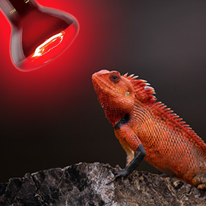 Red Heat Lamp