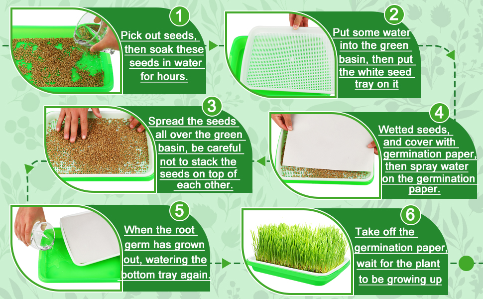 microgreens growing trays
