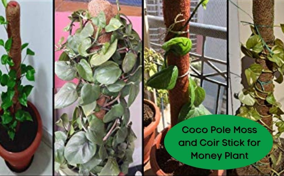 COIR GARDEN Coco Pole Coir Moss Stick 2 Feet Length, 60 cm, 6 Pieces