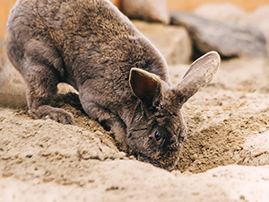 Nahaufnahme eines Wombat, der in sandigem Boden gräbt oder wühlt, wobei sein dunkelbraunes Fell sichtbar ist.