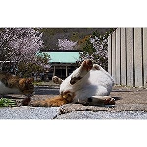 にゃんたま様 Amazon.co.jp: 【Amazon.co.jp 限定】開運!! にゃんたまω