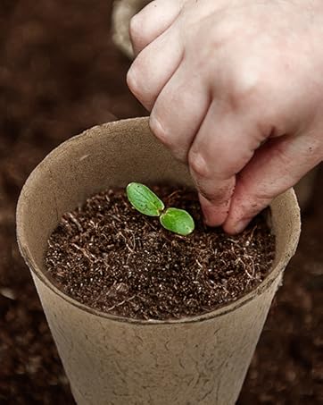 peat pot