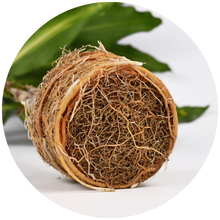 Cute Farms Houseplant Tap Water Conditioner Strong Roots