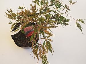 モミジです。 岡野秀花園｜OKANO SYUKAEN｜商品紹介