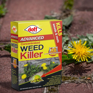Yellow box of concentrated weed killer product on soil with dandelion. Box labeled 'Advanced' and 'WEED Killer', showing X6 concentrate strength.