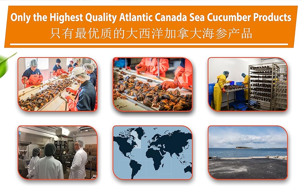 ROSALYN Premium Deep Sea Atlantic Canada Wild Caught Sea