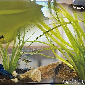 Amazon | TOMONARI 自動給餌器 魚 餌やり器 定時 定量 大容量