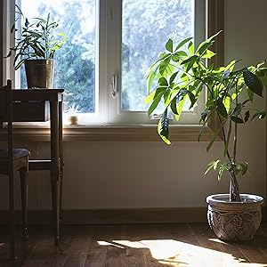 Amazon | jounetsu farm 植物活力剤 枯れやすく弱りやすい鉢植え