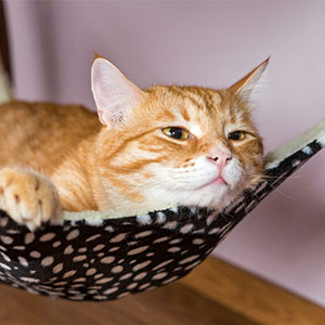 Amazon.co.jp: アドメイト (ADD. MATE) 猫用ハンモック ニット