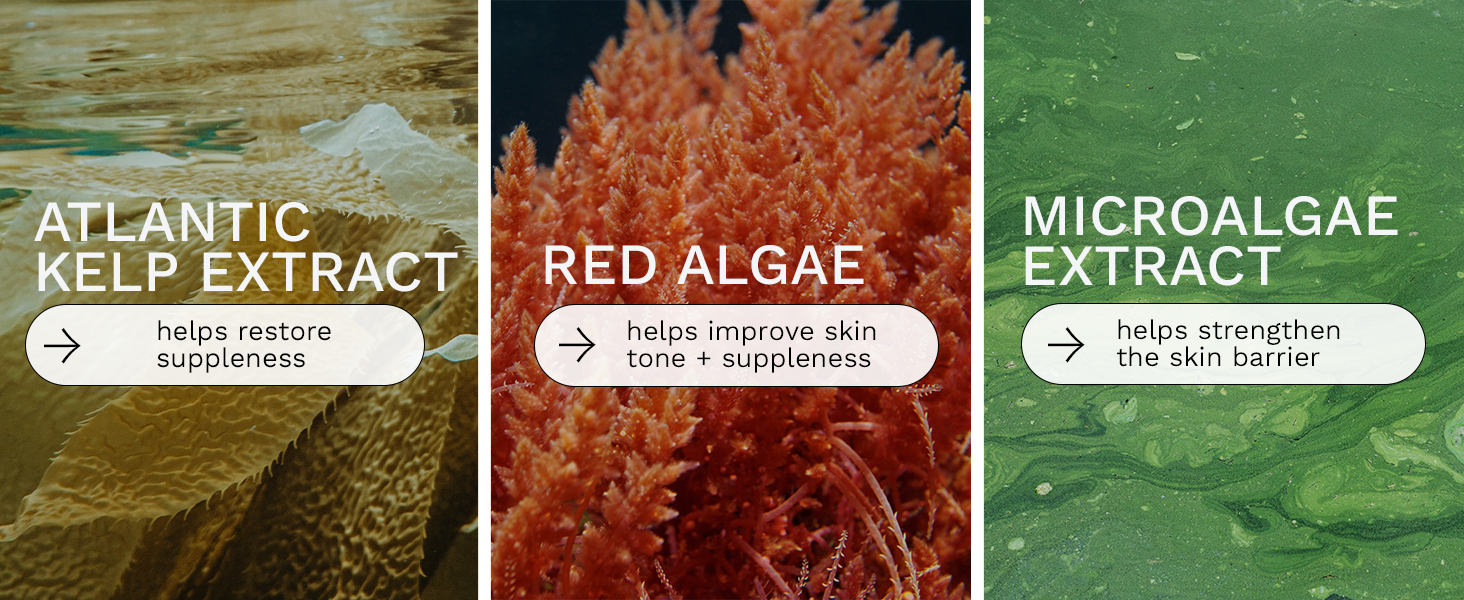atlantic kelp extract red algae microalgae extract