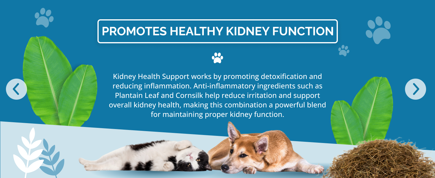 kidney health support promotes healthy kidney function in dogs and cats
