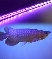 Amazon.co.jp: アロワナ ライト 紅龍 水槽用 深紅龍灯 赤い 赤色