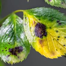 leaf spots