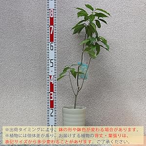 イラン、イラン。観葉植物。鉢ごと無料で発送致します。 tre00026_r01.jpg