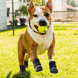 dog shoes