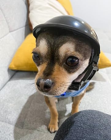 dog helmet