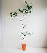 Amazon.co.jp: ITANSE パールアカシア 大苗7号 1個売り