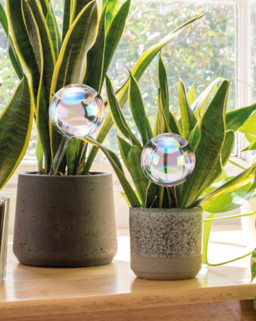 watering bulbs plant Self Watering Planter Insert