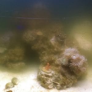 calcium schildkröten