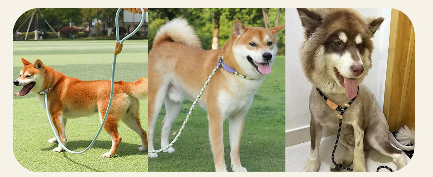 slip leads for dog