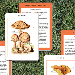 New York Botanical Garden Mushroom Identification Flashcards