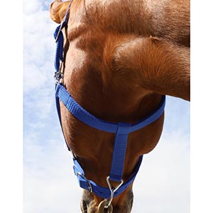 Image from the bottom up of the halter on a horse