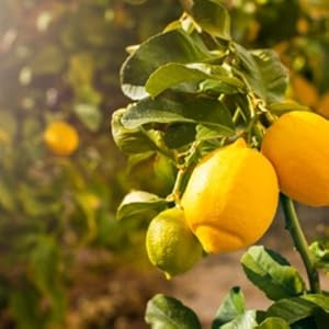 Sabika Fragrance Story