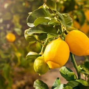 Sabika Fragrance Story