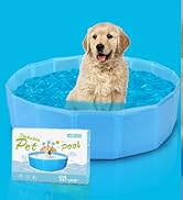 dog pool