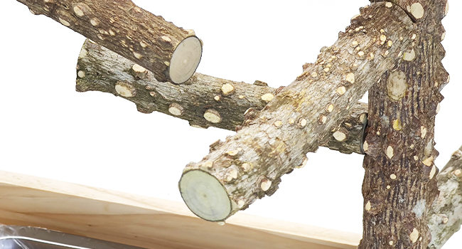 Made of 100% nature wood, features a rugged texture that naturally trims beak and grips claws