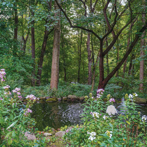 a pond in a lush forest from beyond the garden