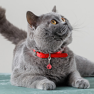14 Pack Bells for Cat Dog Collars Charms Colourful Pet Small Bells with Clasps Cat and Dog Round Bell Pet Collar Accessories for Collars 9 Dog Collar Bells