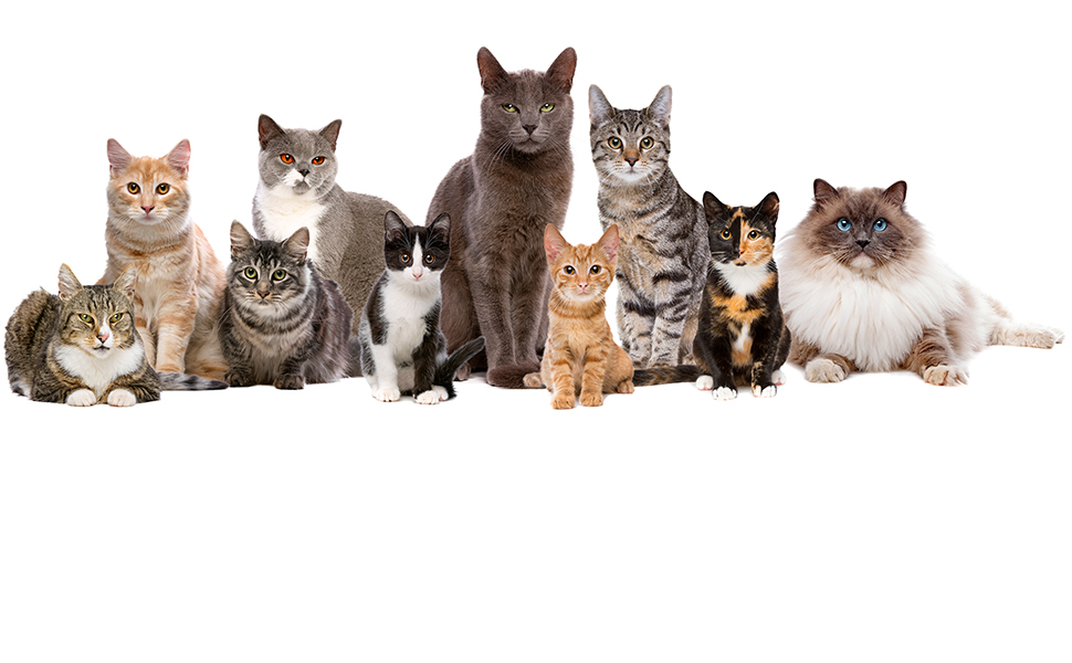 MUMUONE Elevated Cat Bed for Indoor Cats,Breathable