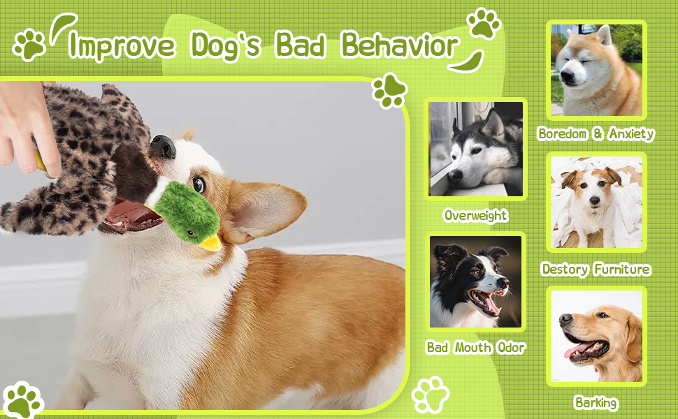dog toy