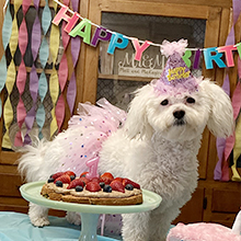 dog birthday set