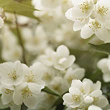 white flowers