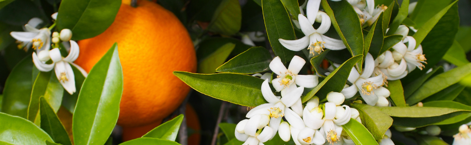 Fleur d'oranger