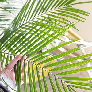 Amazon｜フェニックス ロベレニー ヤシの木 新鮮ヤシの木 状態