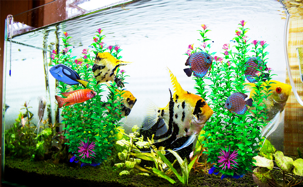 aqaurium plant