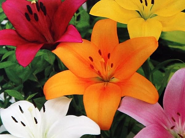 オレンジ色のユリの花　特大球根　育つと2メートル近くになります。 オレンジ色のユリの花 特大球根 育つと2メートル近くになります。