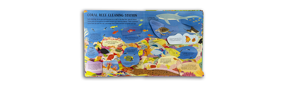 marine life; aquatic; wildlife; fish; ocean; interactive; lift the flap; beach; environment