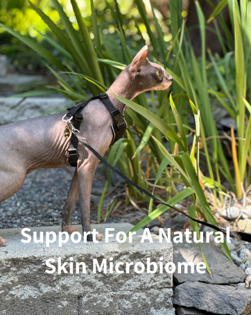 Sphynx Cat outside on a stone path looking into tall grass