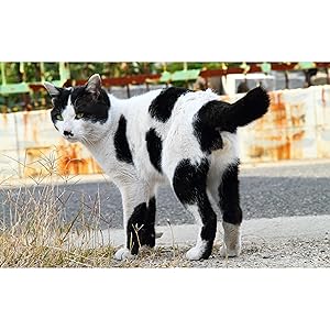 2023カレンダー 開運! にゃんたまカレンダー ([カレンダー