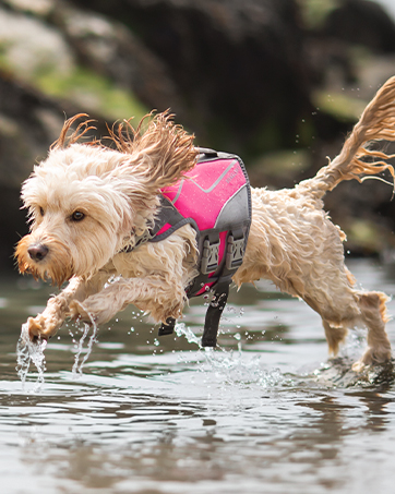 dog life jacket