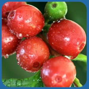 Paleovalley NeuroEffect - Neuro Mushroom Coffee Nutritional Supplement for Focus, Memory, and Energy Support - 28-Day Supply - 8 13 PAV-NeuEff-EBC04b