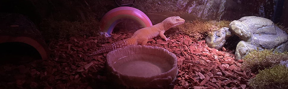 moonlight night bulb 100watt