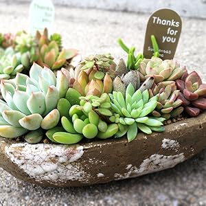 確認用　多肉リース 楽天市場】【送料無料】多肉植物 寄せ植え succulent wreath M