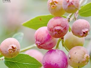 Amazon.co.jp: ブルーベリー ピンクレモネード 3.5号ポット 1個売り