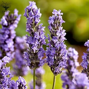 Amazon Co Jp ラベンダー ラバンジン グロッソ 9cmポット 4個セット 品種で選べるハーブ苗 9cmポット 4個セット 学名 Lavandula X Intermedia シソ科ラバンデュラ属 半耐寒性小低木 オイルを作り出すラベンダーの中では第1級品で 香料やドライフラワー向きの品種 Amazon Co Jp ラベンダー ラバンジン グロッソ 9cmポット 4個セット 品種で選べるハーブ苗 9cmポット 4個セット 学名 Lavandula X Intermedia シソ科ラバンデュラ属 半耐寒性小低木 オイルを作り出すラベンダーの中では第1級品で 香料やドライフラワー向きの品種